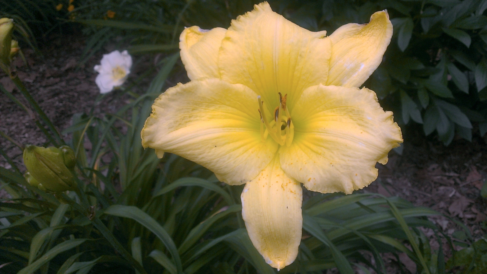 Daylily
